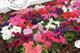 Petunia Natural Dwarf