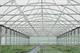 Market report - Polytunnels