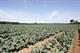 Grower profile - Lincolnshire Field Products commercial director Martin Tate
