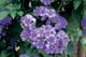 Solanum