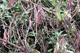Pest & Disease Management - Phytophthora ramorum