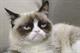 Campaign Viral Chart: Grumpy Cat makes his debut