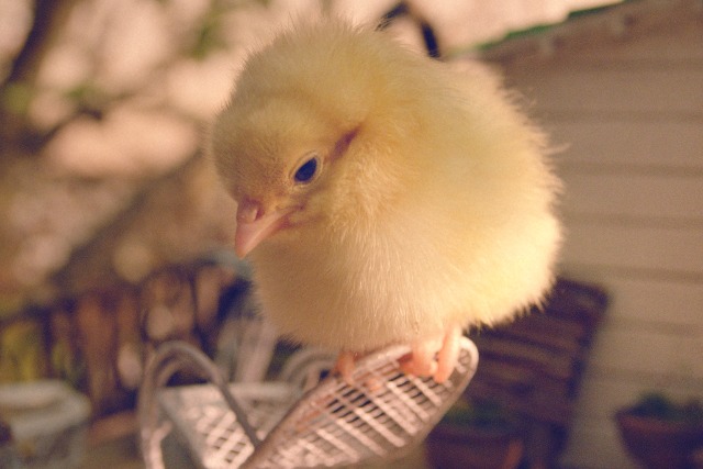 Asda: dancing Easter chick is the star of the supermarket's TV campaign
