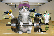Crusha...animated cats in new ad
