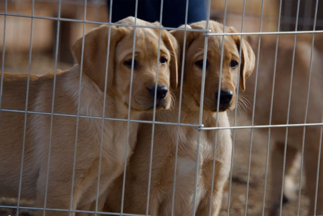 Budweiser: puppy love ad tops this week's viaral chart