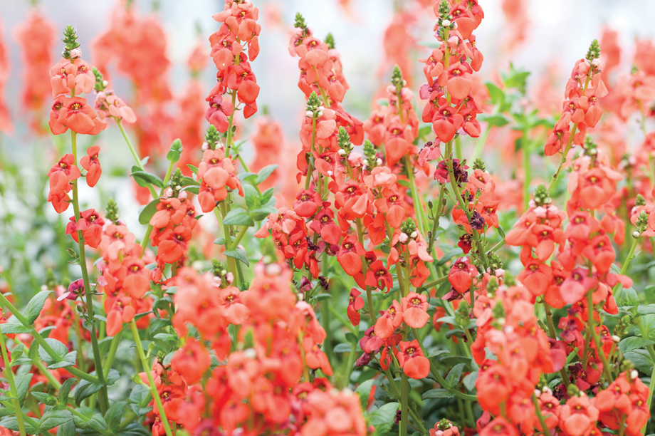 Diascia HortWeek