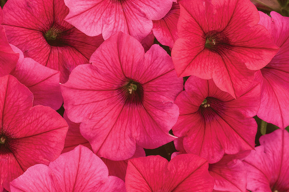 Petunia Vista Paradise Hortweek