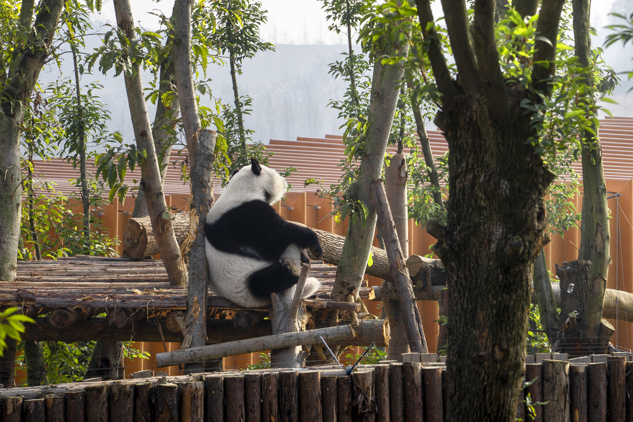The Panda Pavilions