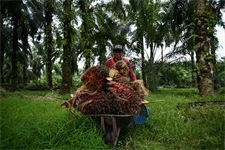 Palm oil producers call for ‘consistency’ after MEPs keep soy on EU renewable fuels list