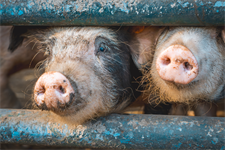 EPP seeks to tear up EU green rules through industrial emissions simplification