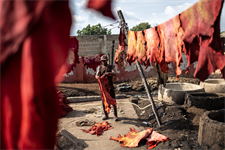 EUDR: Commission hints at more IT problems should leather remain in scope