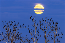 Member states renew call for culling of cormorants