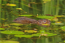 MFF: Environment committee MEPs seek to reintroduce dedicated LIFE funding