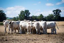 Commission seeks to ‘unlock’ bioeconomy growth with livestock and protein plans