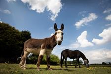 Almost 60 jobs at risk as Donkey Sanctuary proposes centre closures