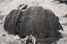 Wreckage of 300 year-old Dutch ship found during offshore wind cable laying