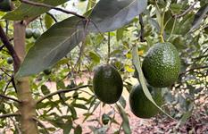 Avocados From Mexico names Edelman PR AOR