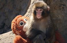 How a mistreated monkey led to a marketing opportunity for IKEA