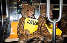 Cava draws viral attention to new glazed salmon dish with ‘cheeky’ bear stunt in NYC