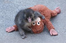 Monkey business: What should IKEA’s next move be on Punch the monkey?