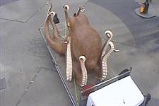 Betfair octopus stunt backfires after Oxford Circus breakdown (or did it?)