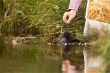 IN PICTURES: Hundreds of rare water voles brought back to Lake District