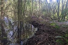 The debrief: How a beaver reintroduction project transformed a polluted