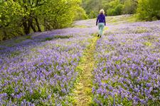 New NPPF limits councils' ability to seek more than minimum biodiversity net gain