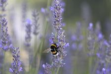 Regulations reveal date for biodiversity gain exemptions coming into force