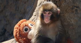 How a mistreated monkey led to a marketing opportunity for IKEA