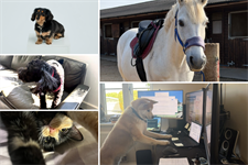 Pets in PR: a sausage dog, an Excel-loving hound and a horse?