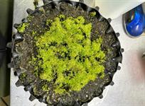 Conservation of Scotland’s rarest moss boosted by Air-Pot innovation