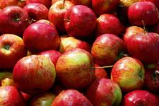 British Apples & Pears Limited secures £200k ADOPT funding to cut fertiliser use and improve orchard establishment