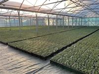 Alba Trees acquires business and assets of Christies of Fochabers