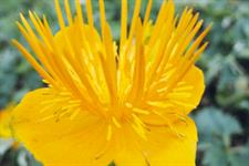 Trollius Dancing Flame | HortWeek