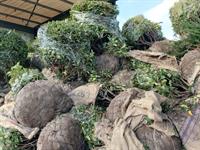 UK plant import challenges: Nursery’s offer to provide APHA packing training falters