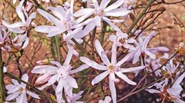 Plant Focus: The stars of the 2026 Chelsea show gardens