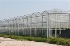 British growers slam Defra Dutch mission as 'giving up on UK horticulture'