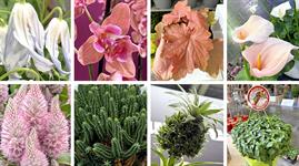 New Plants Radar: Top picks from Europe’s horticultural trade events in 2025