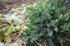 Sustainable Food Trust calls for greener spaces for inmates - Vimarsana News