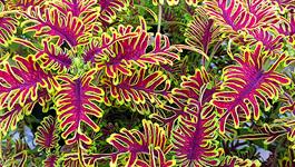 Kernock Park Plants shouts about National Plant Show entries - Vimarsana News