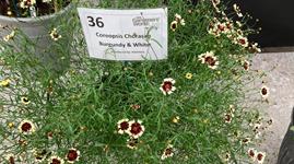 Volmary wins BBC Gardeners World Live plant award - Vimarsana News