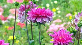 Sarah Raven horticulture business further financial arrangements revealed