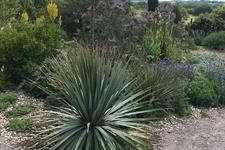 Heatwave causes flush of desert blooms at RHS gardens | HortWeek