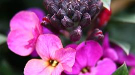 Three Hillier plants shortlisted for Chelsea new plant of the year - Vimarsana News