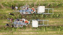 British apple and pear growers warn of rising cost pressures in 2026