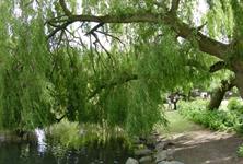 Councils win £11m to develop sustainable parks funding models