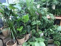 Retail value of horticulture set to rise in 2022 thanks to houseplants boost