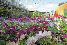 International growers lead major plant line-up for 54th Four Oaks