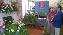 Carnations TikTok comeback pleases national collection holder | HortWeek